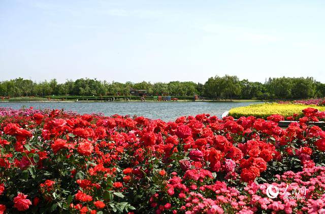 皇冠登1登2登3代理
_河南南阳：月季满城绽放“花样经济”