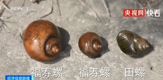 林肯城VS雷丁_别吃林肯城VS雷丁，寄生虫多达上千条！武汉公园连夜清出130多斤