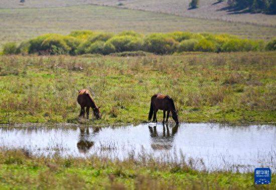 皇冠信用盘代理_初秋的乌兰布统草原