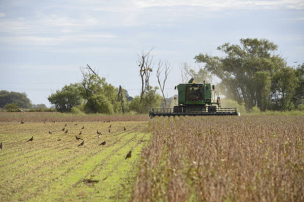 皇冠信用網申请条件_英媒：中国又从阿根廷买了至少10船大豆皇冠信用網申请条件，美国农民再遭重创