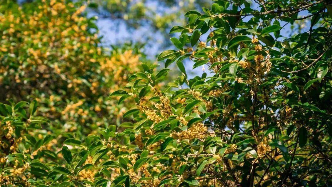 皇冠信用网在线申请_进度达70%!杭州即将进入全盛期皇冠信用网在线申请,别错过!