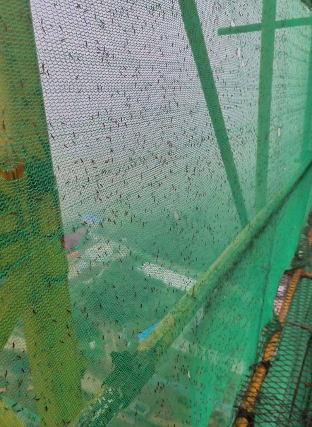 如何代理皇冠信用网_河南多地现“行走的硫酸”：洛阳一工地脚手架密密麻麻全是如何代理皇冠信用网，南阳4岁女童沾上它脖子红肿溃烂20余天未痊愈