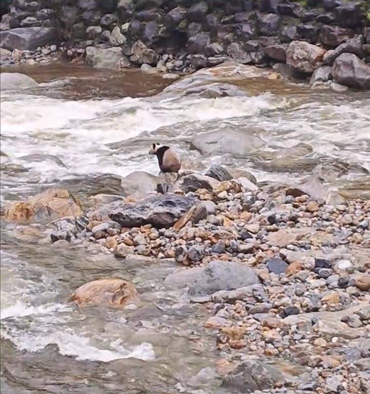 皇冠信用網押金多少_游客在陕西龙吟峡偶遇大熊猫过河皇冠信用網押金多少，景区：系纯野生秦岭大熊猫，今年首次发现