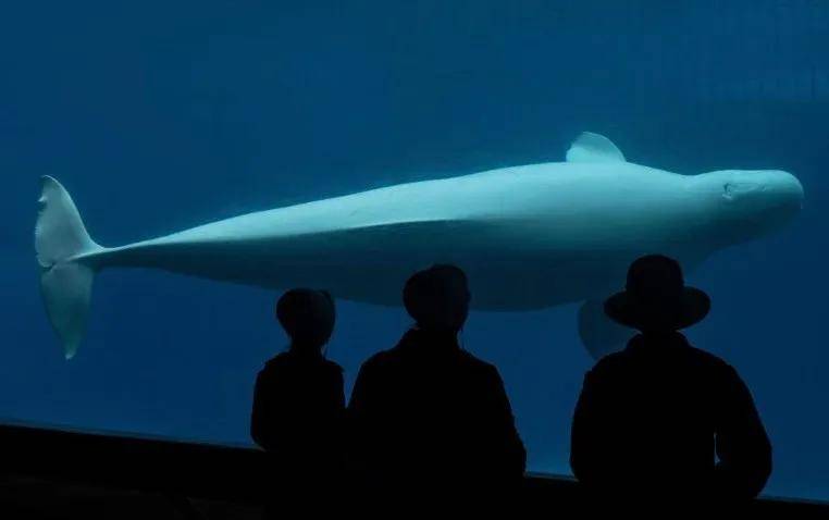 皇冠信用需要押金吗_宁愿全部安乐死皇冠信用需要押金吗，也不给中国？加拿大养不起30头白鲸，中国愿接手，然而...