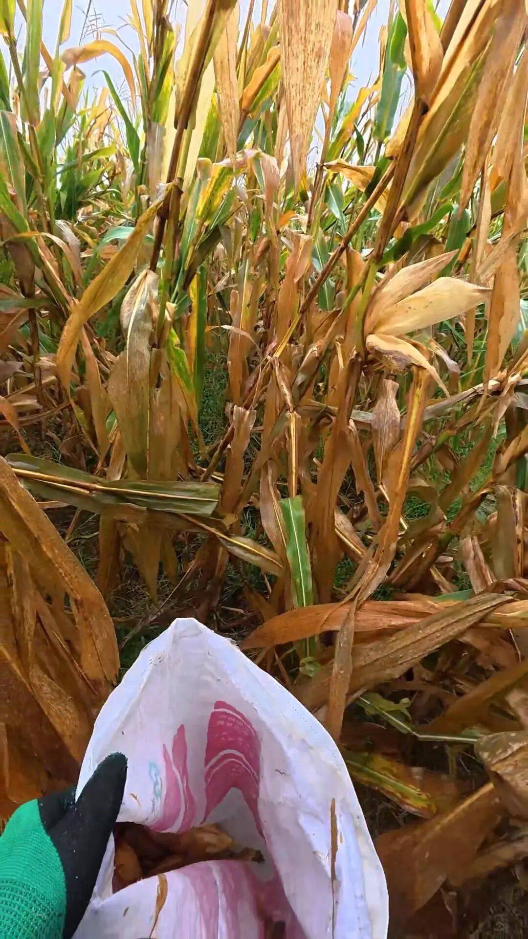 皇冠信用網代理流程_山东一大学生国庆8天假掰了7天半玉米皇冠信用網代理流程，本人称“自己多弯一次腰父母就少吃一点苦”