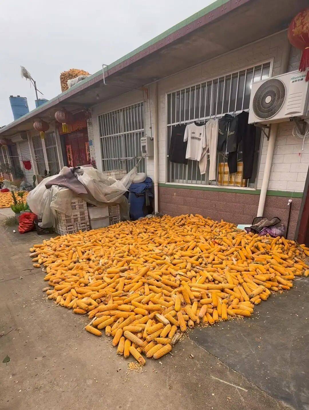 皇冠信用網代理流程_山东一大学生国庆8天假掰了7天半玉米皇冠信用網代理流程，本人称“自己多弯一次腰父母就少吃一点苦”