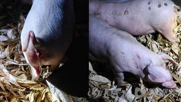 皇冠信用网占成代理_湖北鹤峰县疑再现老虎踪迹皇冠信用网占成代理，村民家猪遭袭，玉米地发现脚印，此前男子自称干农活时被抓伤，当地回应