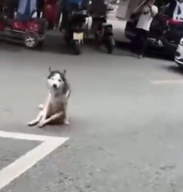 皇冠信用网注册_成都龙泉驿一店主街头砍流浪狗皇冠信用网注册，周边商户：狗几天前才到街上，应该才走失不久