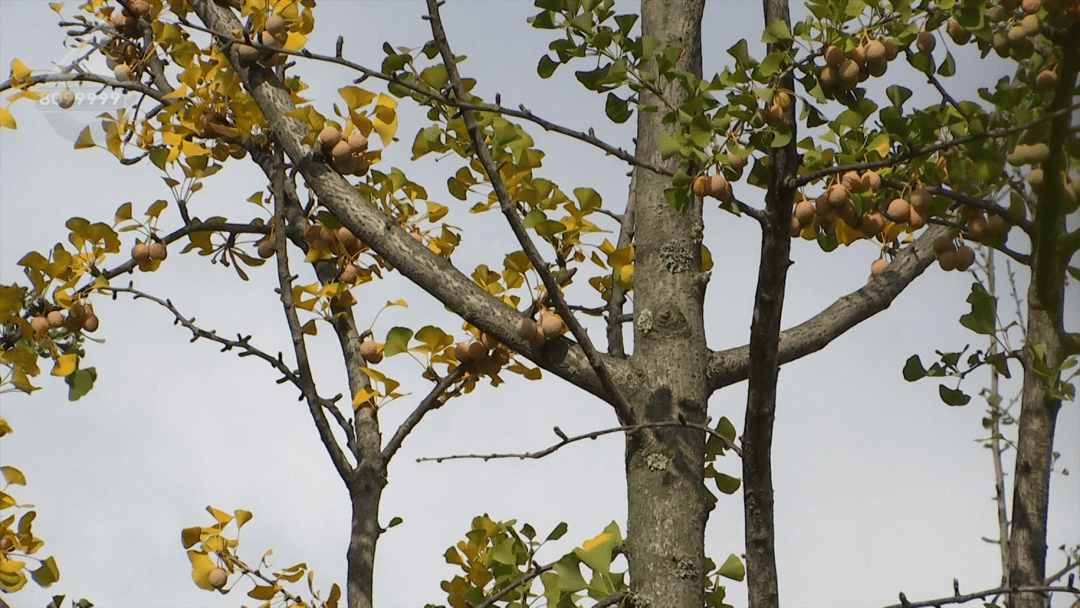 皇冠信用盘登2登3
_不要捡皇冠信用盘登2登3
！不要吃！昆明街头正大量出现……