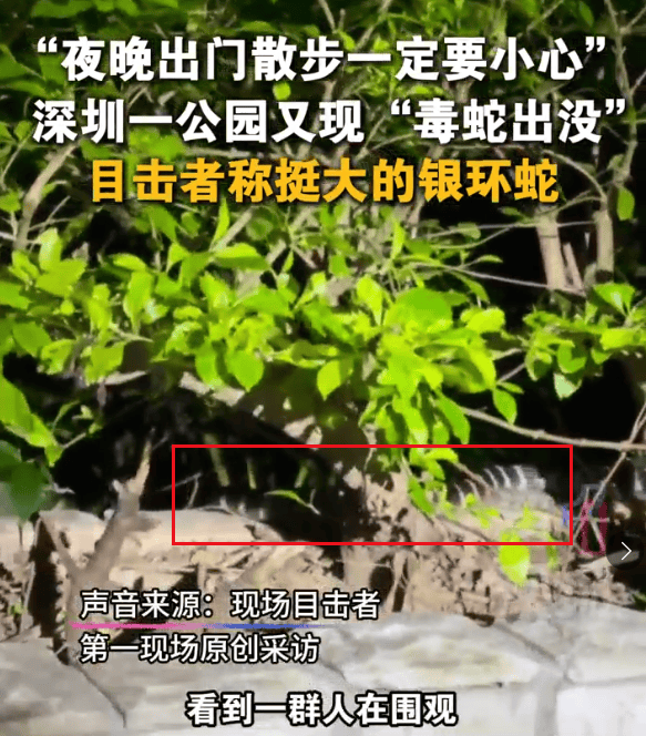 怎么注册皇冠信用盘
_深圳市区现剧毒银环蛇!目击者:这么大、这么毒怎么注册皇冠信用盘
,一定要小心!