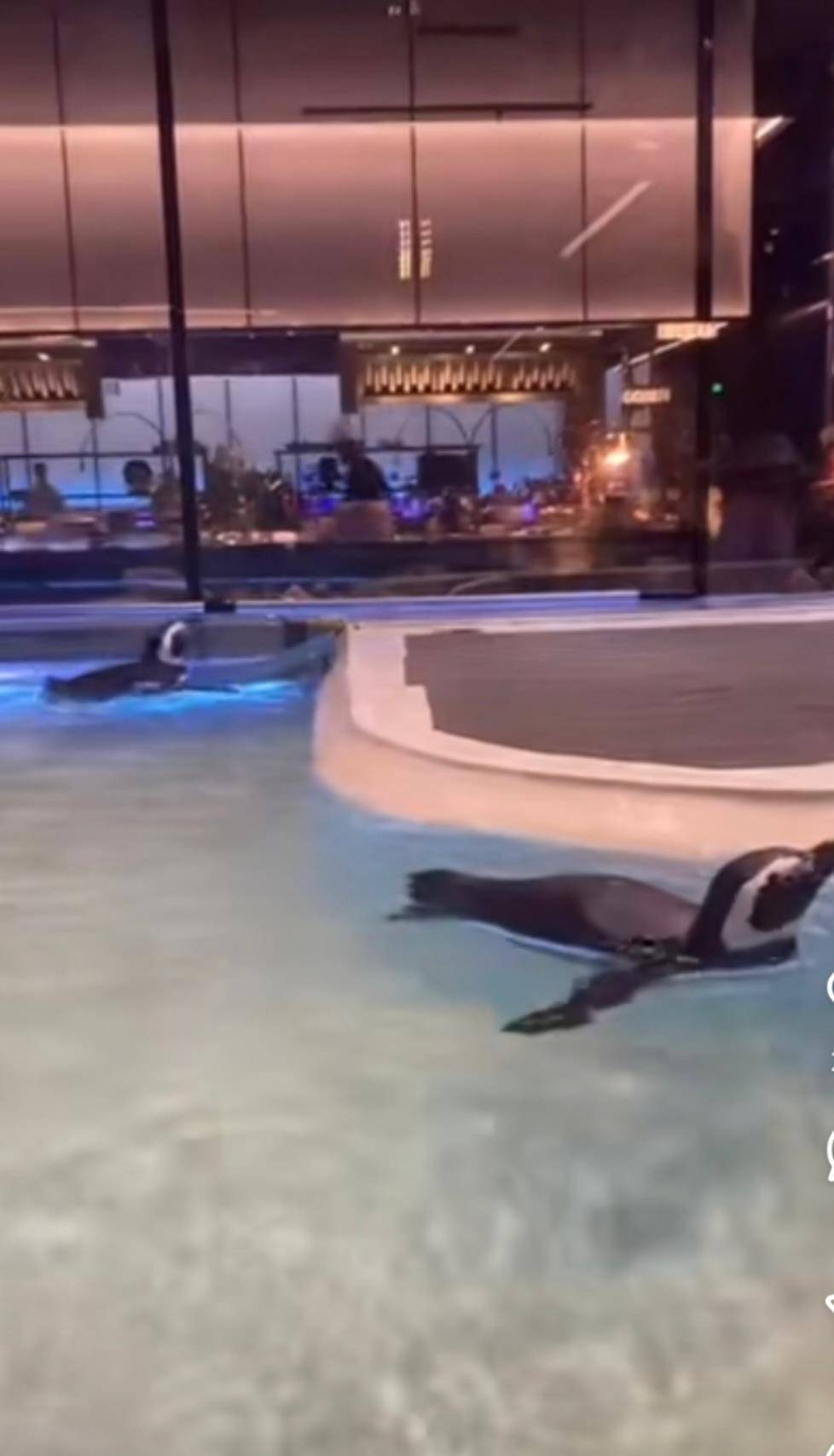 怎么获取世界杯足球盘口
_沈阳一洗浴中心养四只企鹅揽客怎么获取世界杯足球盘口
，驯养繁殖许可证来自洛阳一家已注销的海洋馆，官方回应：许可证不能租借