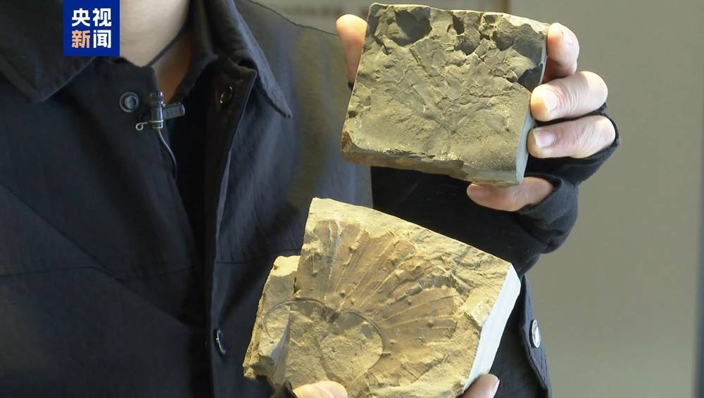 皇冠信用盘登123出租
_距今约2.8亿年皇冠信用盘登123出租
！山西阳泉矿区发现远古银杏化石