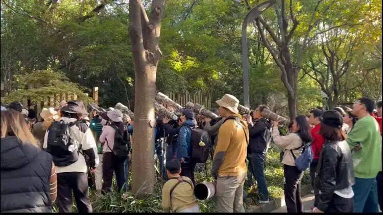 如何代理皇冠信用盘
_百年罕见!首次在上海被目击如何代理皇冠信用盘
,有人专门从北京“打飞的”赶来