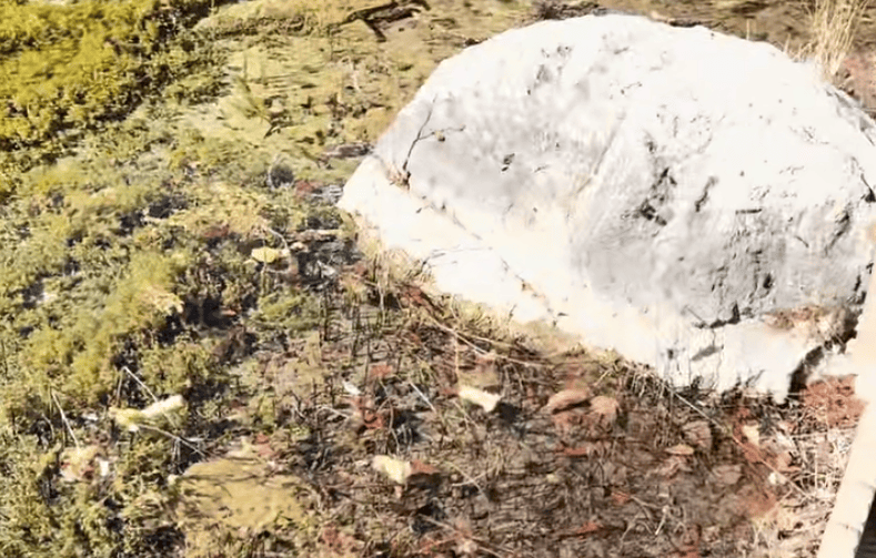 乌兹别克斯坦足球_一游客在九寨沟乱扔玉米棒乌兹别克斯坦足球，辩称“大自然的东西回大自然” 景区：明确禁止乱扔垃圾