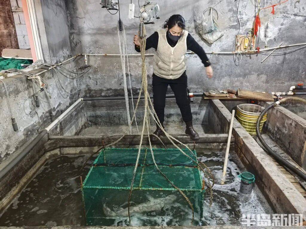 信用网如何申请_神奇!青岛渔民出海捕到一条怪鱼信用网如何申请,身价昂贵!