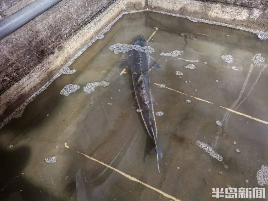 信用网如何申请_神奇!青岛渔民出海捕到一条怪鱼信用网如何申请,身价昂贵!