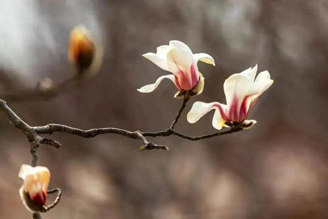 怎么注册皇冠信用盘_北京今天气温回升怎么注册皇冠信用盘，但别急着收冬装！下周还有冷空气